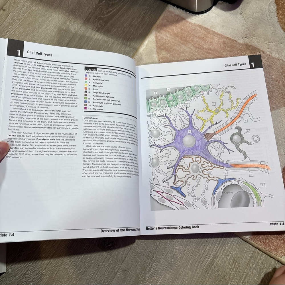 Netter’s Neuroscience Coloring Book - Picture 7 of 11